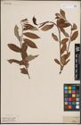 Foto von Salix daphnoides Vill.